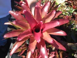 Coral_Flame