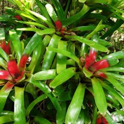 00-0-Copr_2021-Bromeliad_Paradiset.jpg