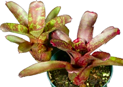 Neoregelia d