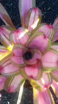 David_and_Sherlette_Pink