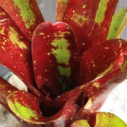 01-0-Copr_2021-Bromeliad_Paradiset.jpg