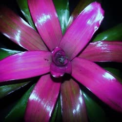 00-0-Copr_2021-Bromeliad_Paradiset.jpg