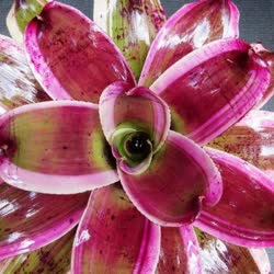 00-0-Copr_2021-Bromeliad_Paradiset.jpg