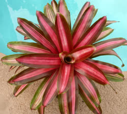 Dr_Oeser_Varigeata