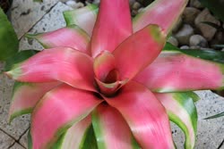 00-0-Copr_2021-Boca_Bromeliadst.jpg