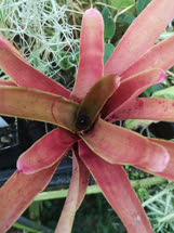 00-0-Copr_2021-Bromelient.jpg