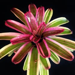 Enchantment_albo_marginated