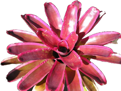 Neoregelia e