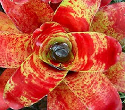 00-0-Copr_2021-Bromeliad_Exoticst.jpg