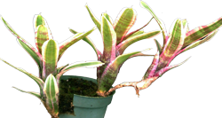 Neoregelia f
