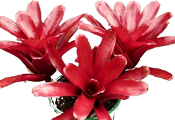 00-0-Copr_2021-Bromeliad_Paradiset.png