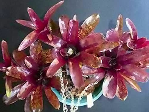 x_pauciflora