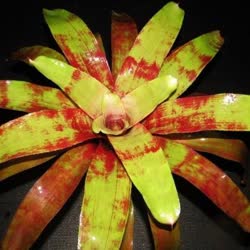 00-0-Copr_2021-Bromeliad_Paradiset.jpg