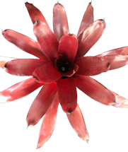 00-0-Copr_2021-Bullis_Bromeliadst.png