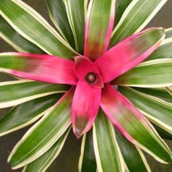 00-0-Copr_2021-Bromeliad_Paradiset.jpg