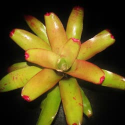 Frenchs_Cruenta_x_concentrica