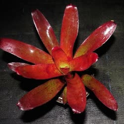 fluminensis_x_olens