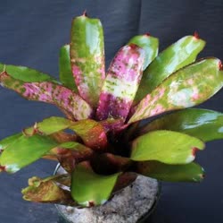 00-0-Copr_2021-Bromeliad_Paradiset.jpg