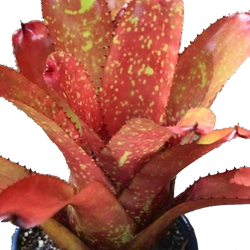 00-0-Copr_2021-Bromeliad_Paradiset.png