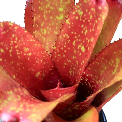 01-0-Copr_2021-Bromeliad_Paradiset.png