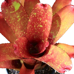 Gazpacho_x_carcharodon
