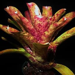 Gee_Whiz_x_pauciflora