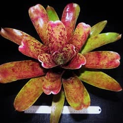 01-0-Copr_2021-Bromeliad_Paradiset.jpg