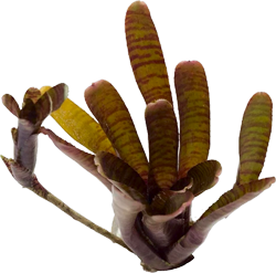Neoregelia g