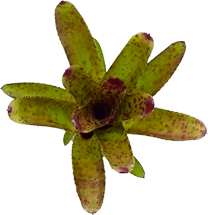 02-0-Copr_2021-Glass_Box_Tropicalst.png