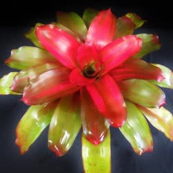 00-0-Copr_2021-Bromeliad_Paradiset.jpg