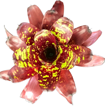 00-0-Copr_2021-Bullis_Bromeliadst.png