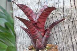 01-0-Copr_2021-Boca_Bromeliadst.jpg