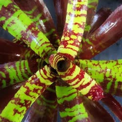 00-0-Copr_2021-Bromeliad_Paradiset.jpg