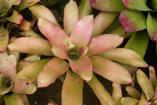 Hawaiian_Rose