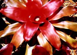 Heart_of_Fire