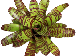 Neoregelia h