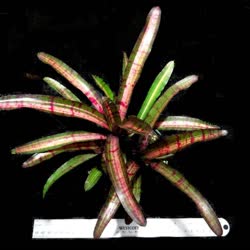 00-0-Copr_2021-Bromeliad_Paradiset.jpg