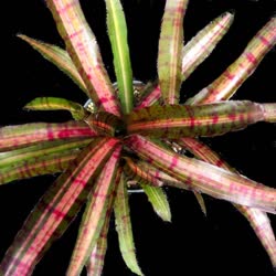 01-0-Copr_2021-Bromeliad_Paradiset.jpg