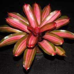 00-0-Copr_2021-Bromeliad_Paradiset.jpg