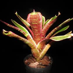 00-0-Copr_2021-Bromeliad_Paradiset.jpg