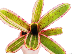 Neoregelia i