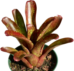 Neoregelia j