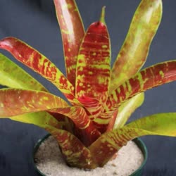 00-0-Copr_2021-Bromeliad_Paradiset.jpg