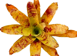 Neoregelia k