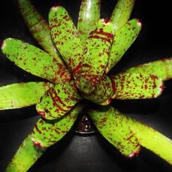 00-0-Copr_2021-Bromeliad_Paradiset.jpg