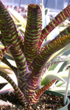 Licorice_Twist