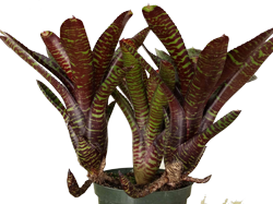 Neoregelia l