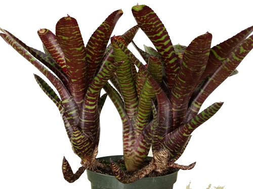 N. 'Licorice Twist'