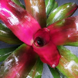 00-0-Copr_2021-Bromeliad_Paradiset.jpg