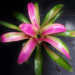 00-0-Copr_2021-Bromeliad_Paradiset.jpg